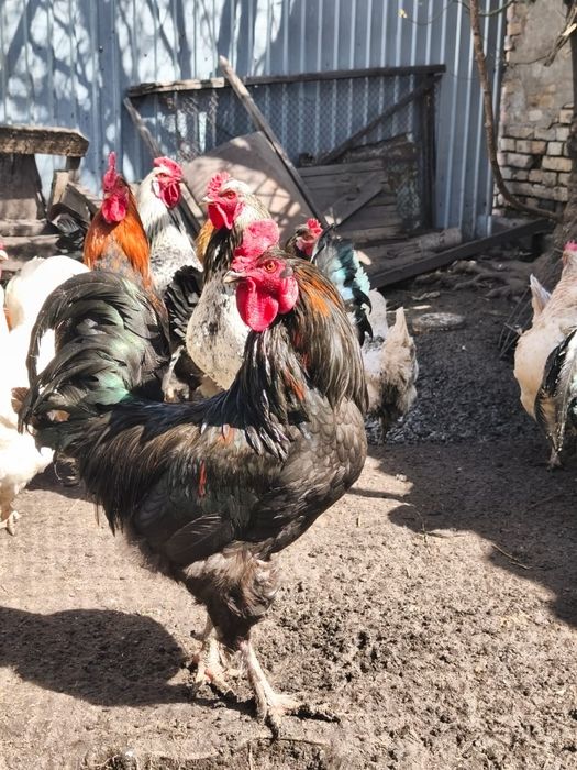 Продаются петухи