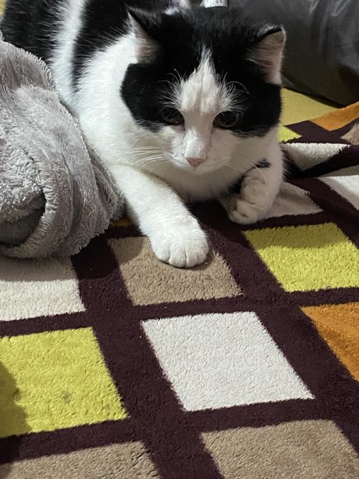 отдаю кота в добрые руки