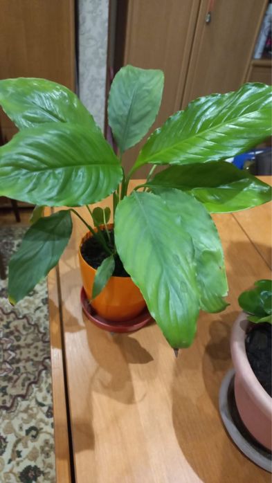 Цветы комнатные