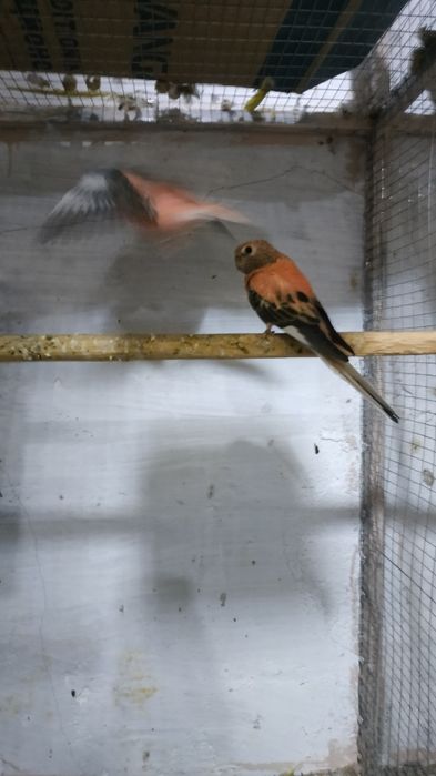 Розувий папугай сотилади бартер бор