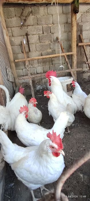 Тауықтар леггорн стандар