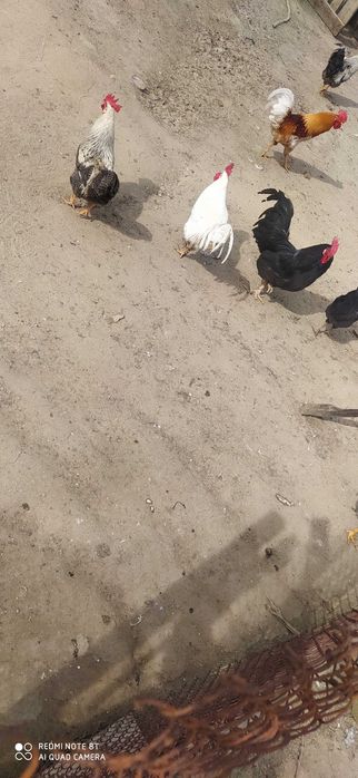 Продавам селски петли