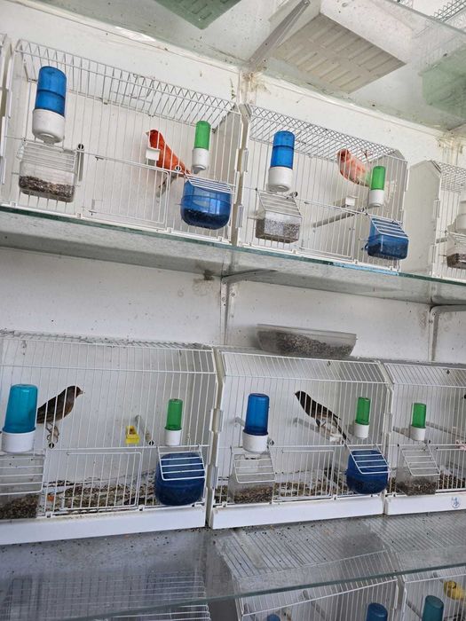 Desfiintez crescatoria de canari