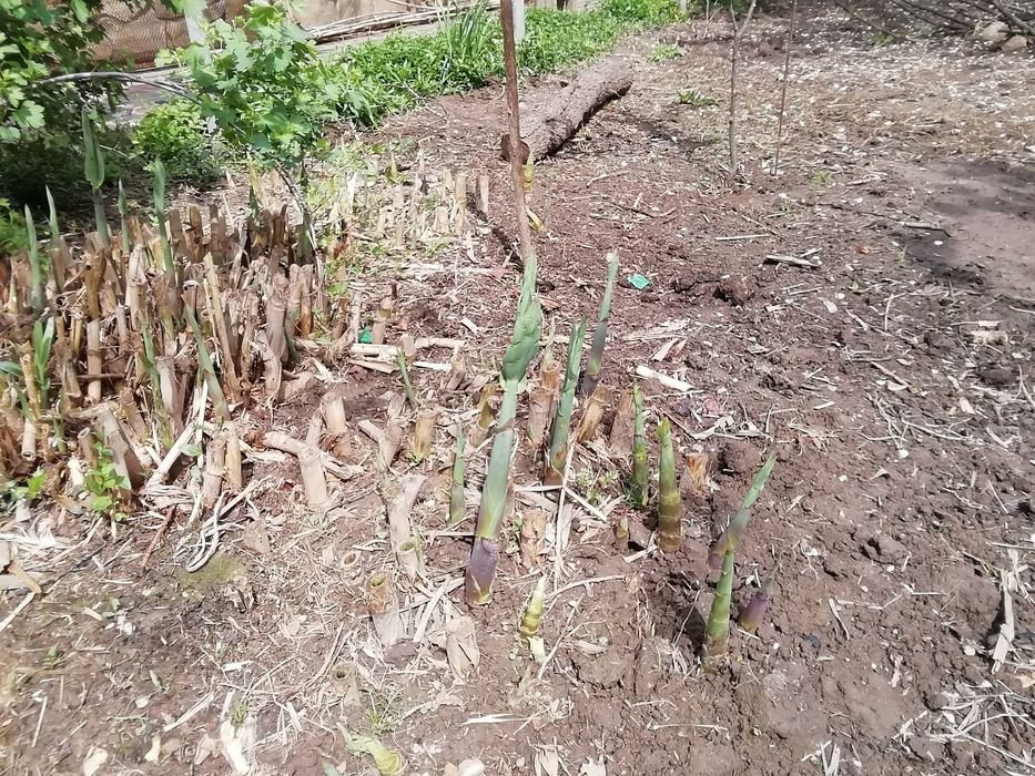 Продается Растение Бамбук