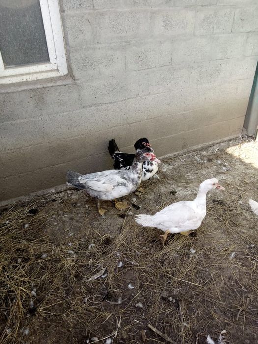 Продам молодых индоуток