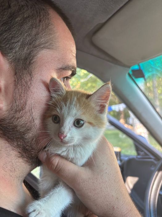 Котенок ищет дом