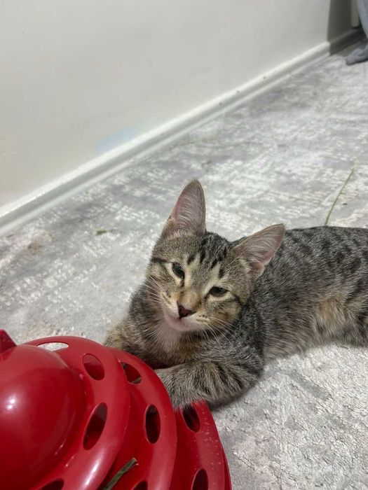 котенок в добрые руки