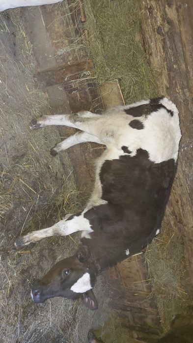 Vand vitel.        .