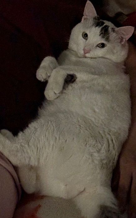 Бесплатно кошку в добрые руки