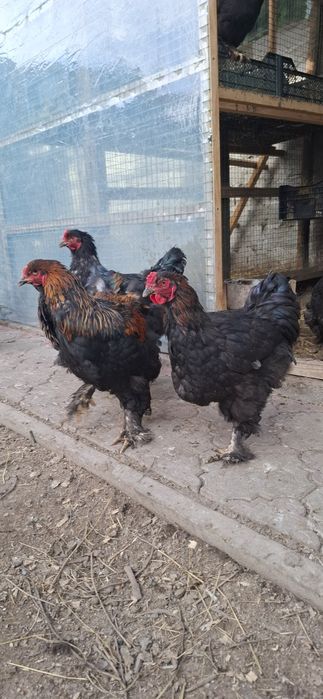 Брамы Чёрные Петрушки