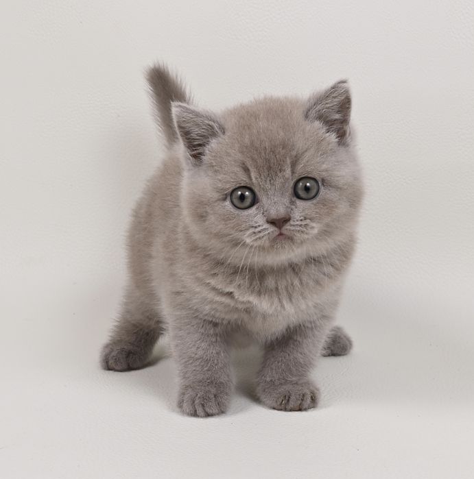 Pisoi British Shorthair colour lilac cu pedigree