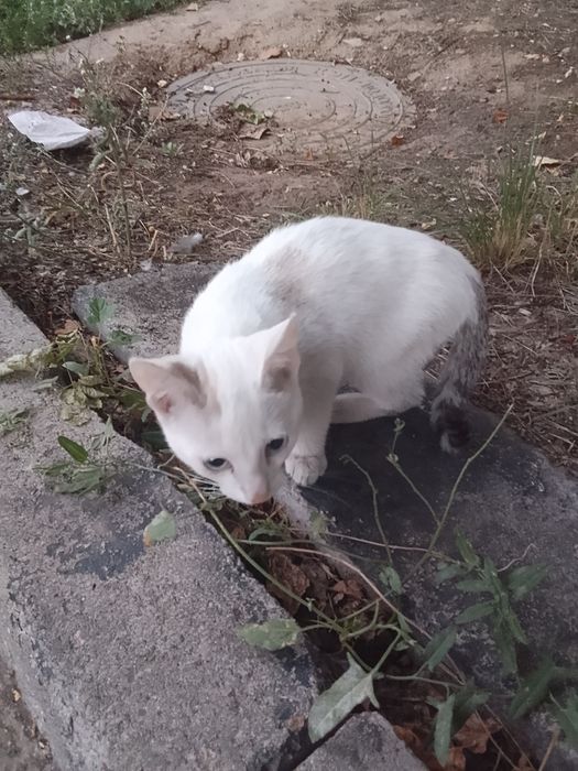Маленький котёнок