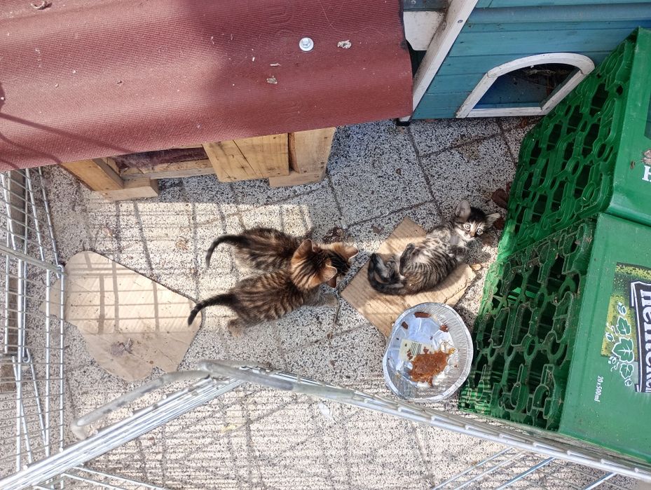 Подаряват се котенца