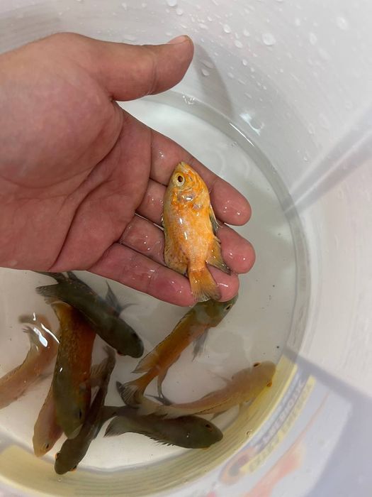 Baliq magazing assartiment kotta