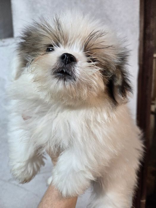 Шираниян - Ши Тцу- Померан