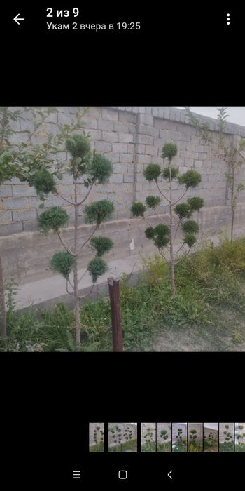 Арча бансай 700000 сум