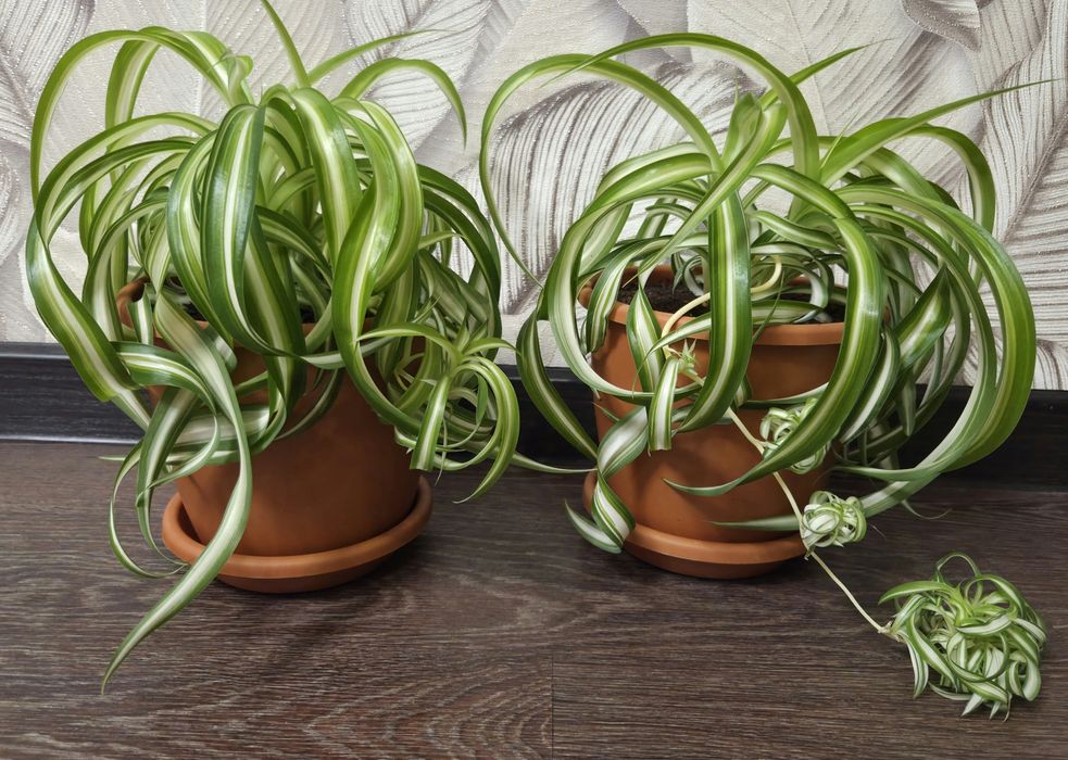 Продам комнатные цветы.