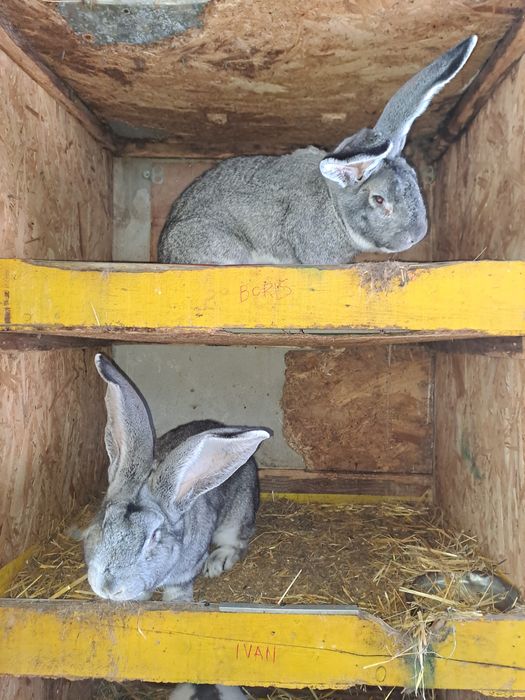 Uriaș german chinchilla pui