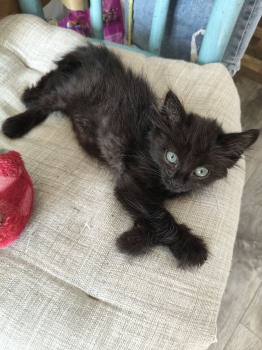 Котенок девочка ищет дом и любящих хозяев
