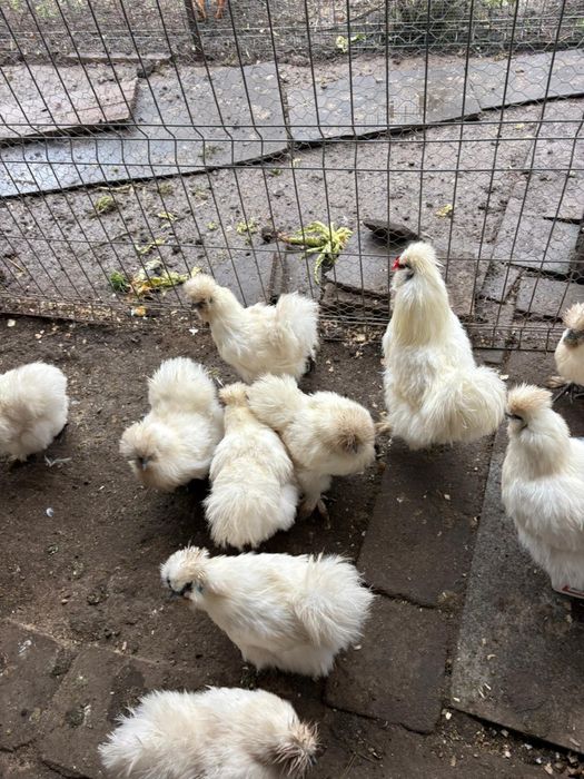 Gaini japoneze cu pene de marase