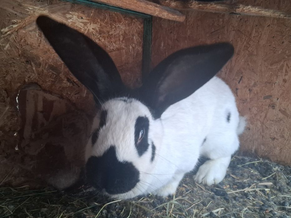 Vând sau schimb Femelă fluture