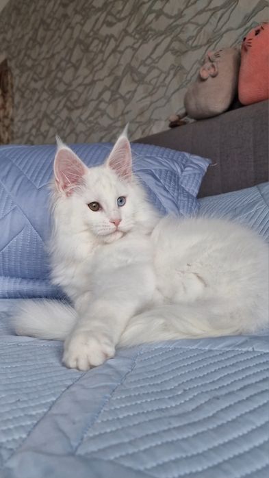 Котенок  мейн-кун девочка