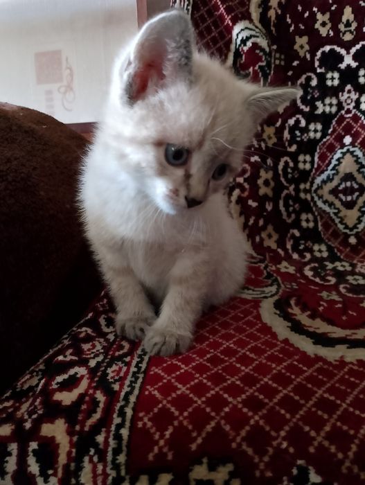 Котята  домашние