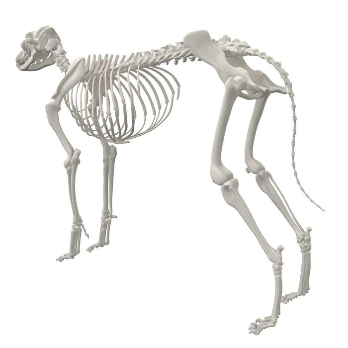 Ит скелети (анатомик модель)