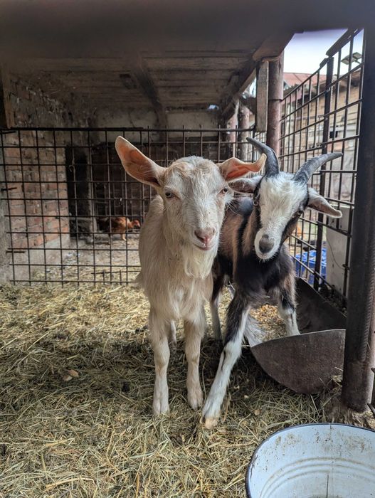 Ied capre țapi de vamzare