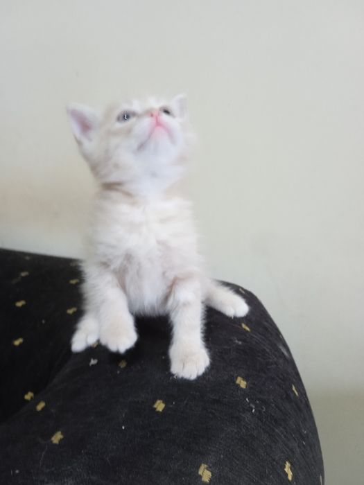 Скотиш страйт, мальчик: 600 000 so’m