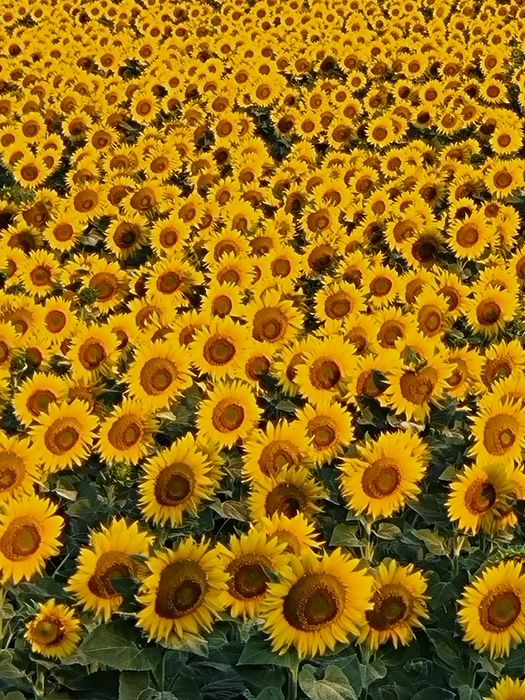 Продава се Къща в Силистра, Изток - 300 кв.м за 80 €/кв.м - Снимка #1