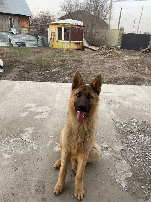 Немецкая овчарка