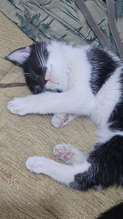 Ласковый котёнок