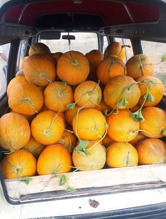 Qovin bor ayriford e obinavot