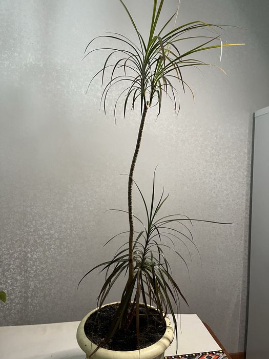 Продам крупные домашние и офисные цветы!