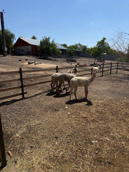 Familie Alpaca, o Femela si 2 masculi
