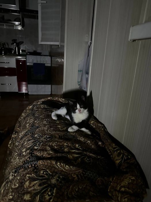 Кошка в хорошие руки