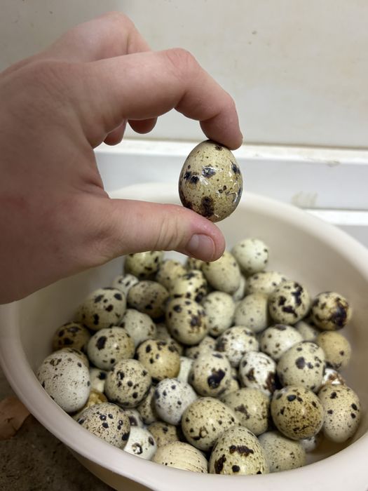 Перепелинные яйца