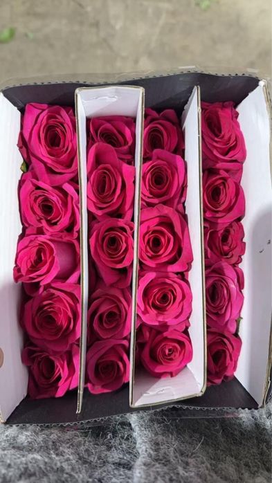 Розы оптом 65 см