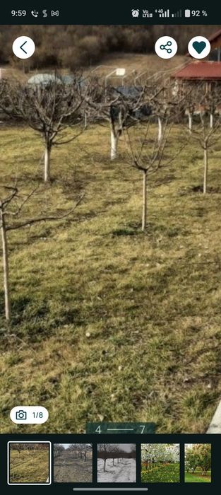 Toaletare pomii arbusti vita de vie  si stropirea acestora