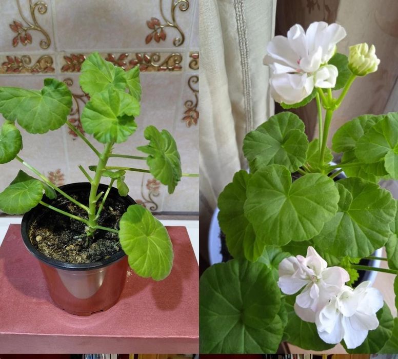 Продам   укоренненые черенки  пеларгония