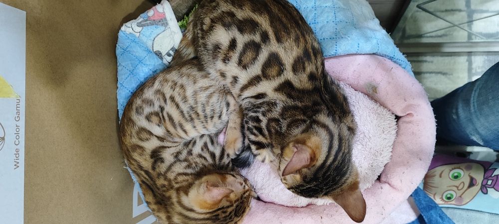 Продаются бенгальские котята