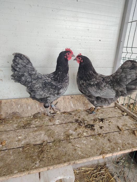 Vând găini Australorp albastru și negru