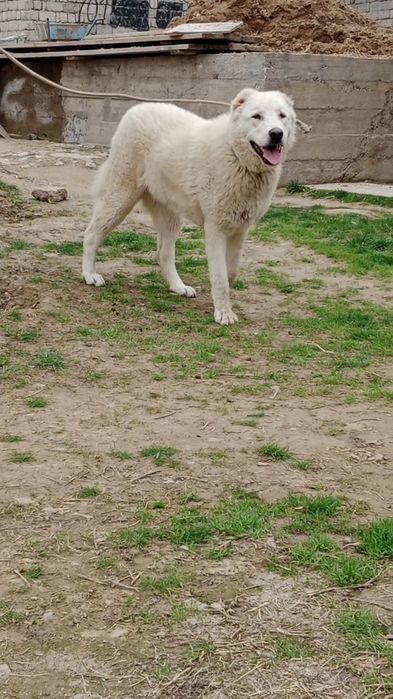 Ургашы сатылады!