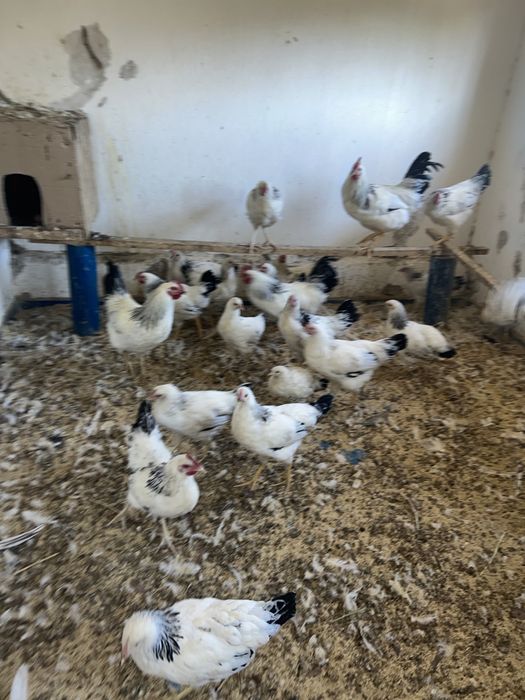 Адлер Адермкий жас қораз петух