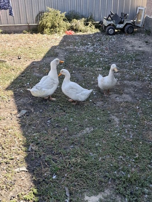 Срочно продаётся утки