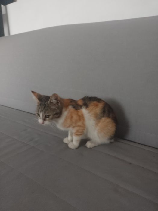 Pisicuta 3 culori si motanel alb cu negru