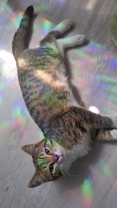 Отдам котенка девочка