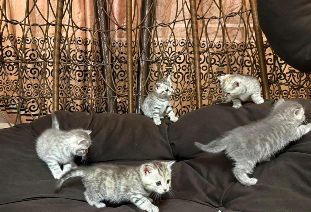 Котята шотланские