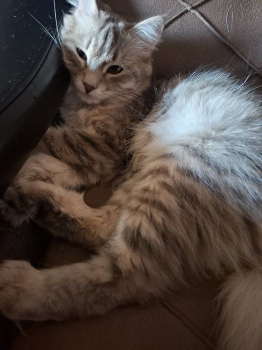 Mushuk tekinga beriladi hadiyaga